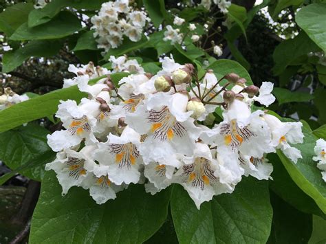 Catalpa flowers – Sidewalk Nature