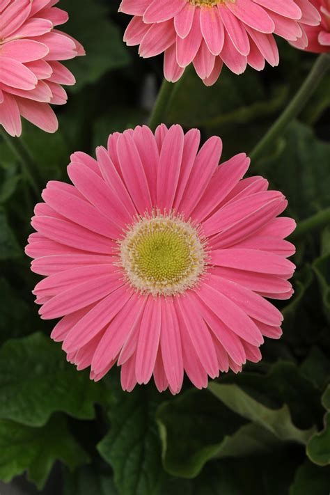 Gerbera Daisy Planting Guide | HGTV