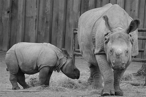 4K, Rhino, one animal, Wildlife, Zoo, focus on foreground, nerivill1, outdoors, animal, black ...