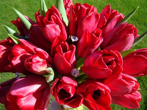 Bloomingmill: Red Tulips Bridal Bouquet