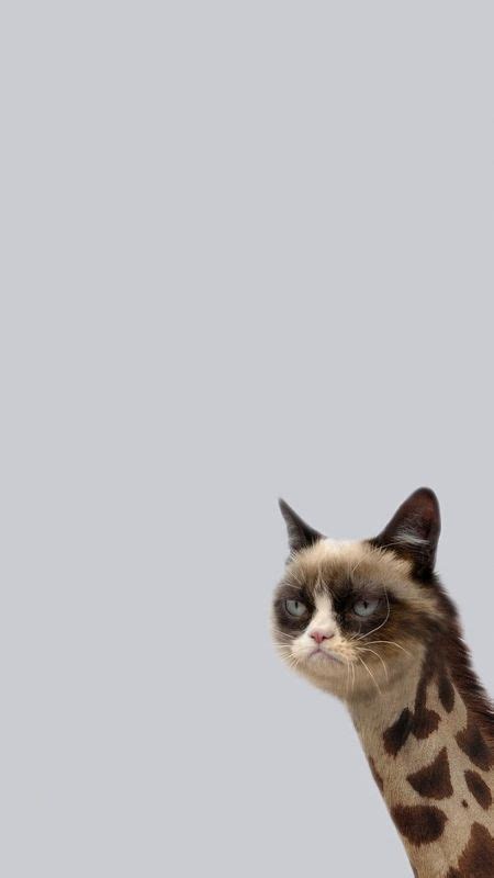 Funny Cat Meme Wallpaper