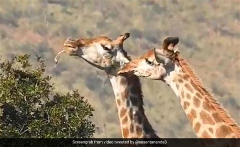 After Clip Of Deer Eating Snake, Video Of Giraffe Chewing Bones Leaves ...