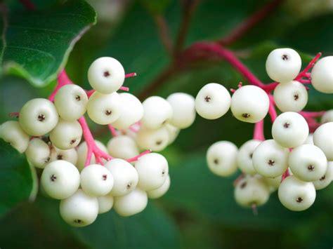 Gray Dogwood Information: Tips For Growing Gray Dogwoods