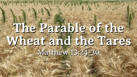 The Parable of the Wheat and the Tares – Grace Baptist Church