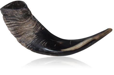 Large Polished Black Ram Horn Shofar