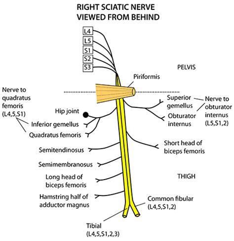 Sciatic Nerve Muscle Innervation