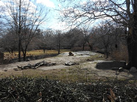 Bronx Zoo- African Plains- Lion Exhibit (In the Dead of Winter) - ZooChat