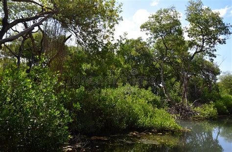 Curacao Rif Mangrove Park Landscape Stock Photo - Image of landscape ...