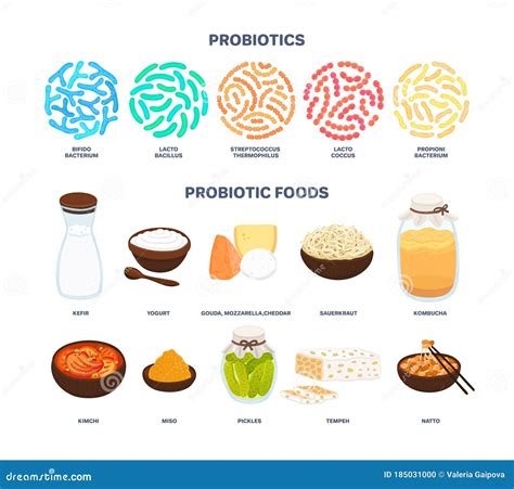 Vector Probiotic Foods. Best Sources of Probiotics. Beneficial Bacteria Improve Health Stock ...