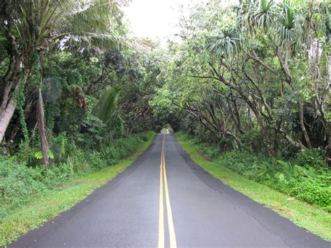 Pahoa, Hawaii | Tree tunnel, Hawaiian islands, Hawaii