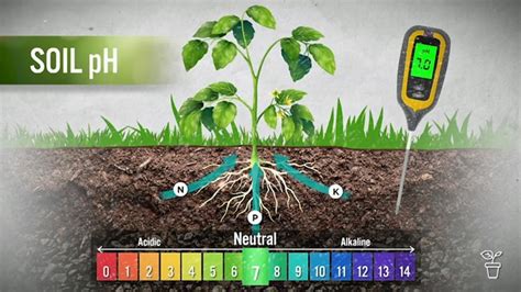 Soil pH-un - Gardening Australia