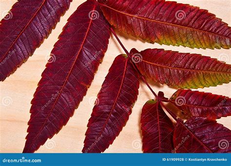 Close Up View of Autumn Red Leaf on Wooden Background Stock Photo - Image of natural, nature ...