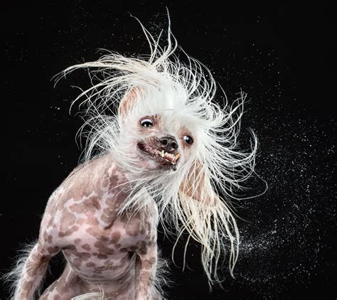 Artist that Rock : Hilarious High Speed Photos of Dogs Shaking Off Water