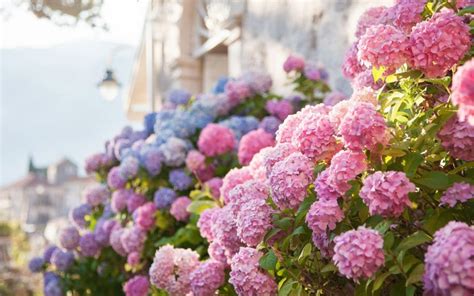 Everything You Need to Know About Endless Summer Hydrangeas - American Homeowners Association