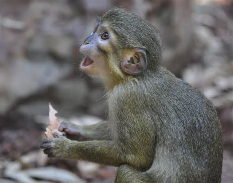 ZOOTOGRAFIANDO (MI COLECCIÓN DE FOTOS DE ANIMALES): TALAPOIN NORTEÑO / NORTHERN TALAPOIN MONKEY ...