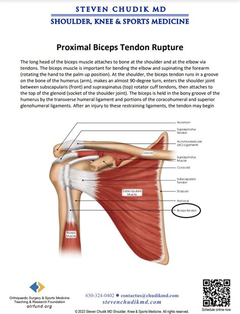 Proximal Biceps Tendon Rupture - Steven Chudik MD