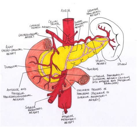 17 Minute Ward Rounds and The Pancreas | Medical drawings, Medical knowledge, Human anatomy and ...