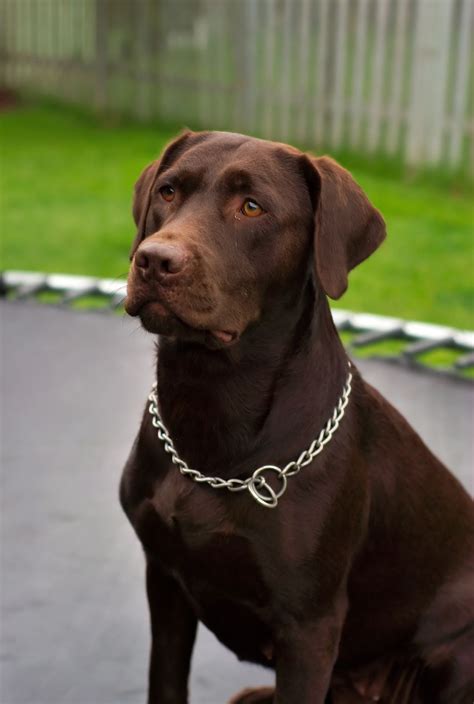 Labrador Marron Claire - Les différents Retrievers : le LABRADOR RETRIEVER