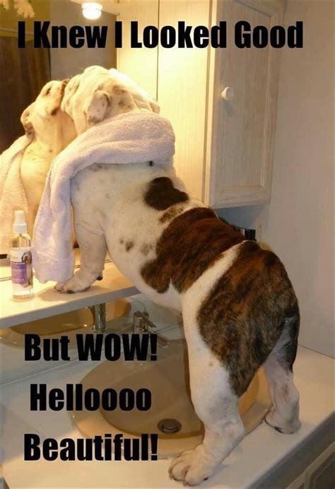 78 Funny Animals Pictures With Captions Will Boo You - Animal Photos With Captions