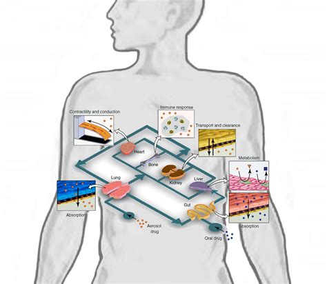 Human 'organs-on-chips' could accelerate personalized medicine, eliminate animal testing ...