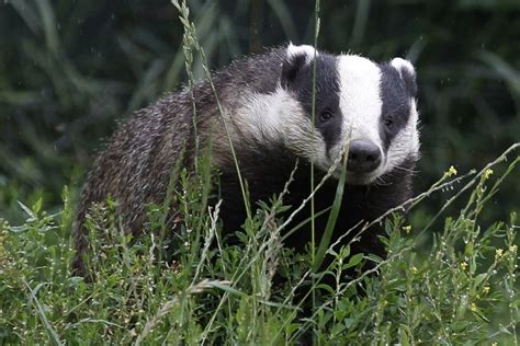 British badgers are more afraid of the BBC than of bears — and that’s ...