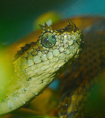 Usambara Eyelash Viper (Atheris ceratophora) · iNaturalist