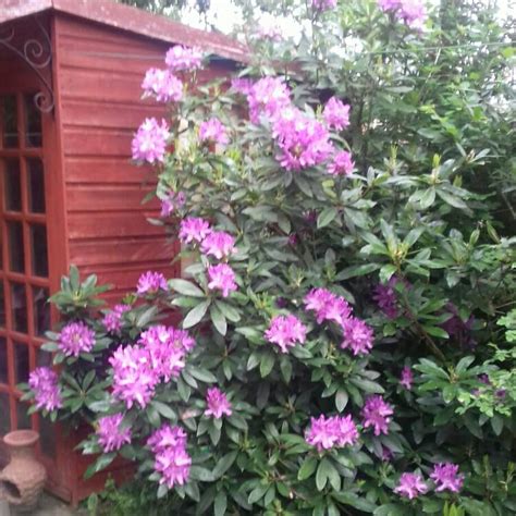 Rhododendron (Rhododendron Varieties), Rhododendron - uploaded by @cf1515