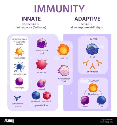 Innate and adaptive immune system. Immunology infographic with cell ...