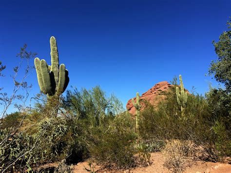 Desert Botanical Garden on Behance