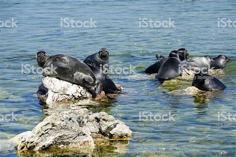 "The Baikal seal , is a species endemic to Baikal, the worlds deepest ...