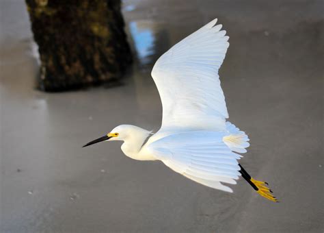 White Egret in flight image - Free stock photo - Public Domain photo - CC0 Images