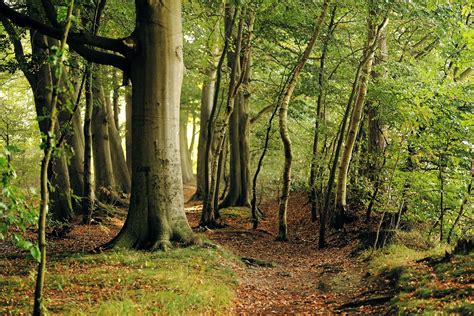 Free photo: Beech, Tree, Forest, Late Summer - Free Image on Pixabay - 472095