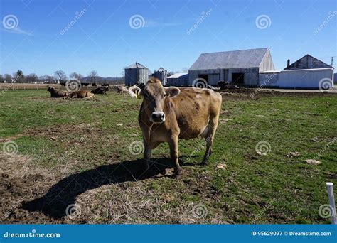 Brown Cow Farm Stock Images - 23,851 Photos