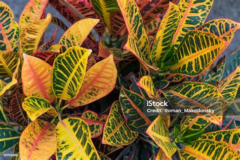 Croton Plants With Colorful Leaves In Tropical Garden Stock Photo - Download Image Now - iStock