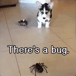 There's A Bug GIF - TheresABug Dog Spider - Discover & Share GIFs