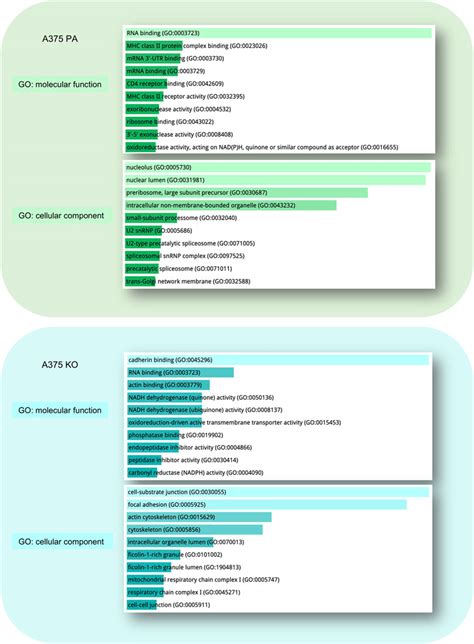 Frontiers | Biomechanical and biochemical assessment of YB-1 expression ...