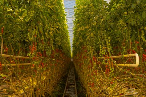 Newly completed 32-acre tomato greenhouse celebrates year-round harvest ...