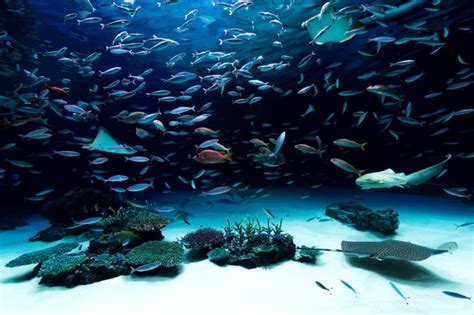 Aquarium in Japan encourages guests to call its fish “delicious-looking ...