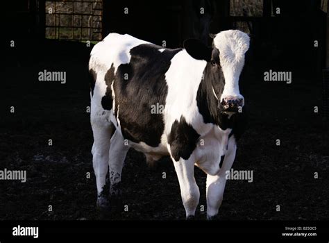 Holstein Steer Stock Photo - Alamy