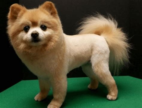 Cutest Lion Cut Dog Photos on the Internet! (2024) - We Love Doodles