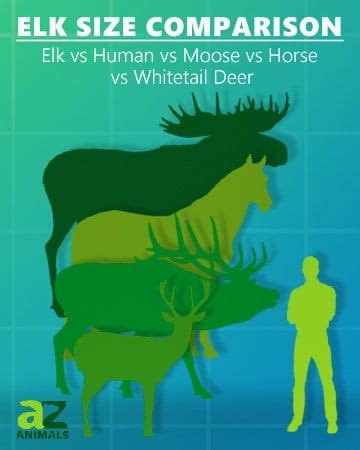 Elk Size Comparison: The Biggest Deer? - A-Z Animals