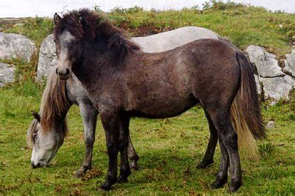 Eriskay Pony Breed Information, History, Videos, Pictures