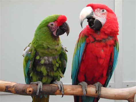 Screaming Parrot