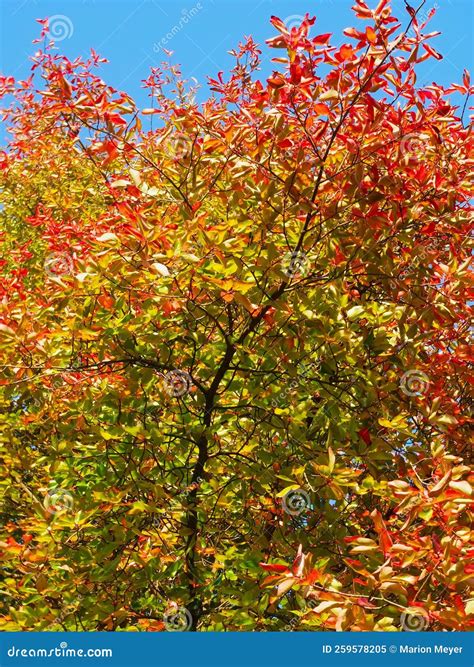 Colours of Autumn Fall - Beautiful Black Tupelo Tree in Front of Blue ...