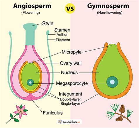 Gymnosperms And Angiosperms Life Cycle