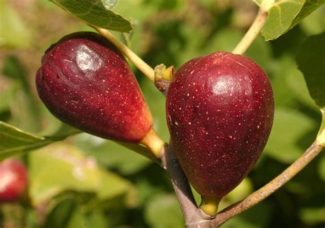 Figs remain popular Louisiana fruit - LSU AgCenter