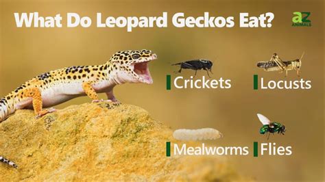 Leopard Gecko Diet | atelier-yuwa.ciao.jp