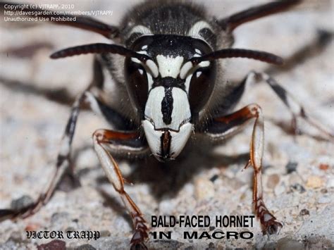 Bald Faced Hornet Life Cycle