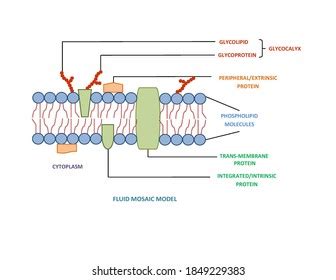 1 Fluid mosaic model jpg Images, Stock Photos & Vectors | Shutterstock