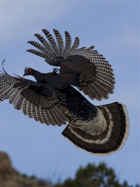 Wild Turkeys Flying